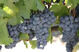 I am the true vine, and my Father is the vine grower.’